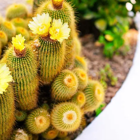 酒店 卡皮佐酒店 3*